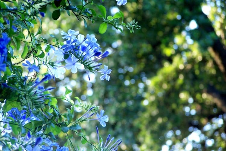 Blue Plumbago Plant care