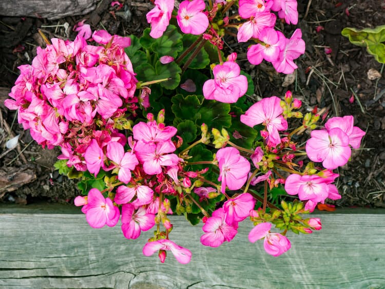 Cheddar cor-de-rosa