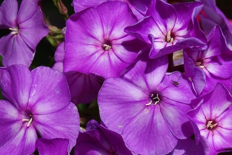 Creeping phlox