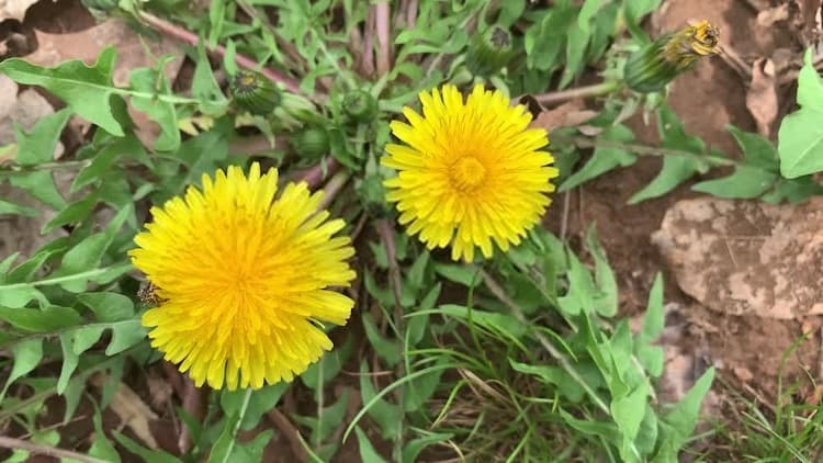 Do Dandelion Killers Work