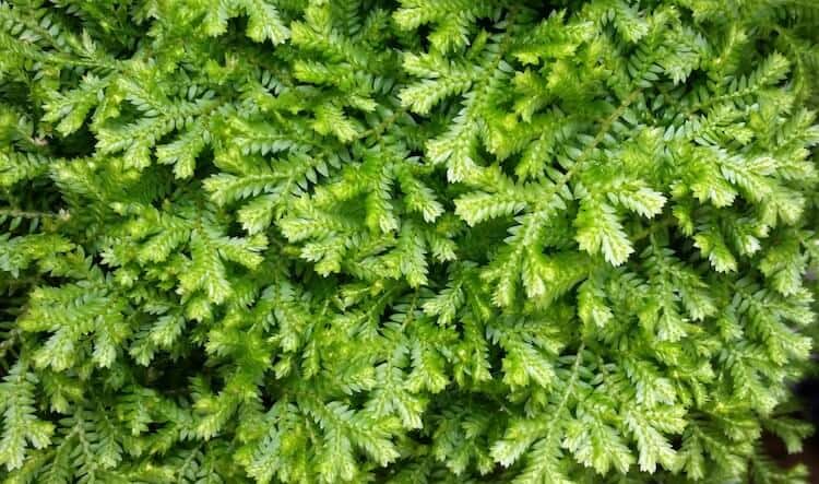 Evergreen Ground Cover Plants