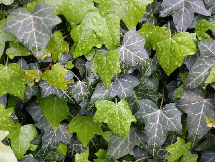 Hedera helix