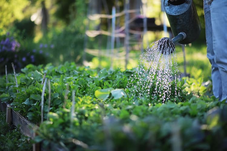 How Often Do I Water My Plants