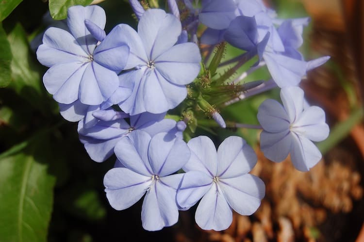 How to Care for Blue Plumbago Plant