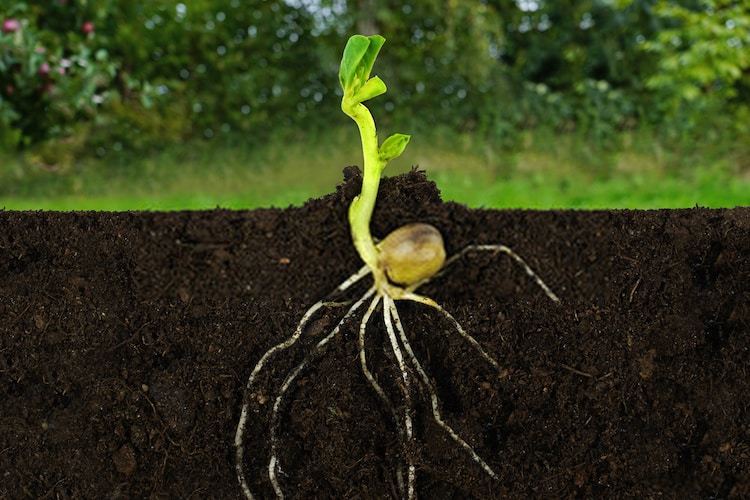 How to Make Plant Roots Grow Faster