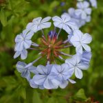 How to grow Blue Plumbago Plant