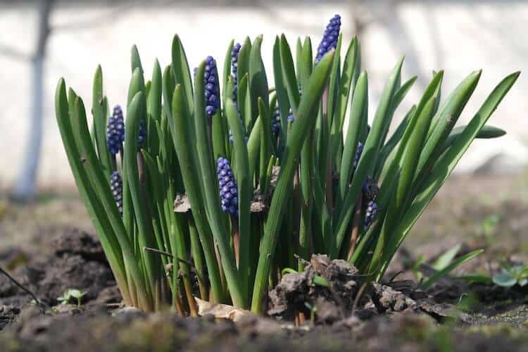 Liriope muscari