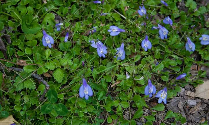 17 Plants Flowers That Start With E, Blue Flower Ground Cover Plants