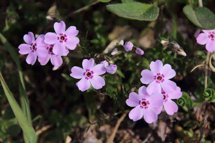 Moss phlox