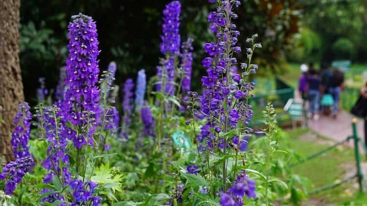 Nepeta racemosa