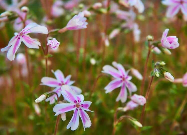 Phlox subulata