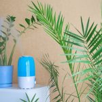 Plant Humidifier Reviews