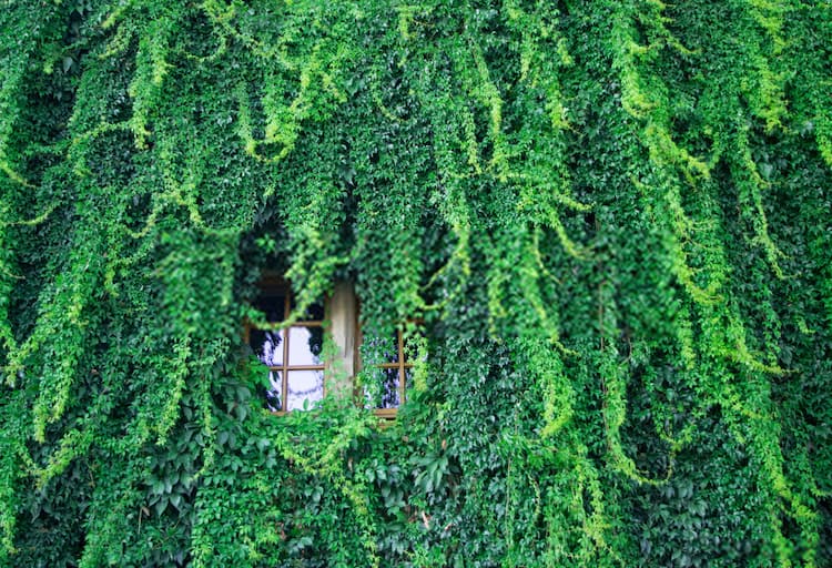 Removing Overgrown Bushes By Hand