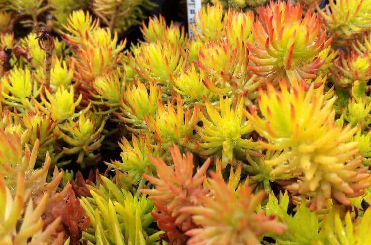 Sedum rupestre 'Angelina'