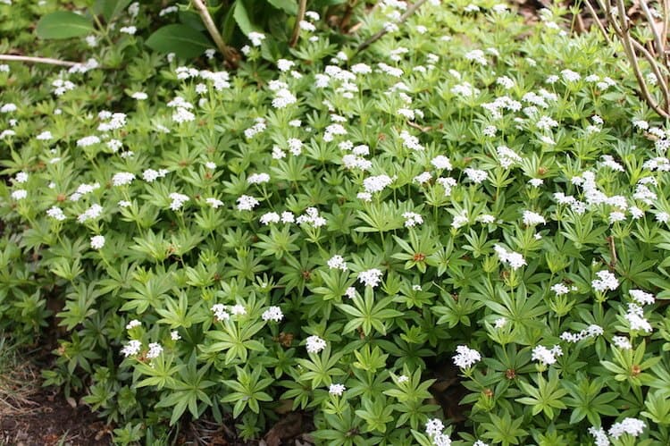 Woodruff dulce