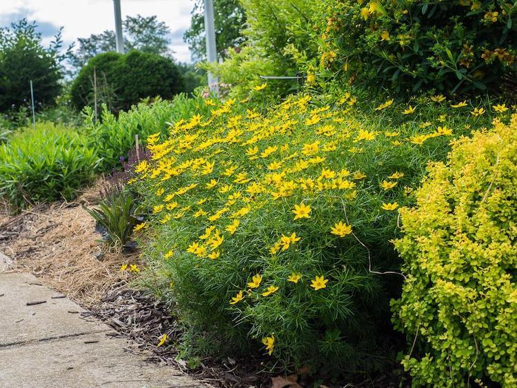 Fadenblatt coreopsis