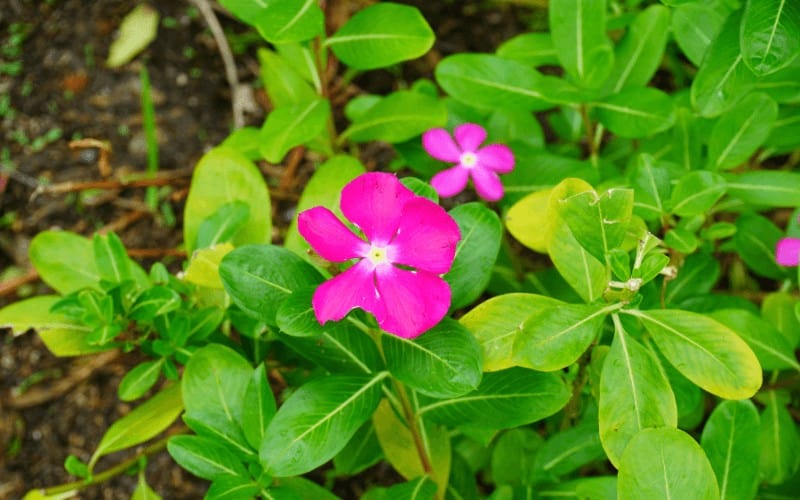 Trailing Periwinkle