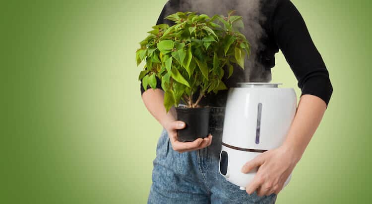 Types of Plant Humidifiers