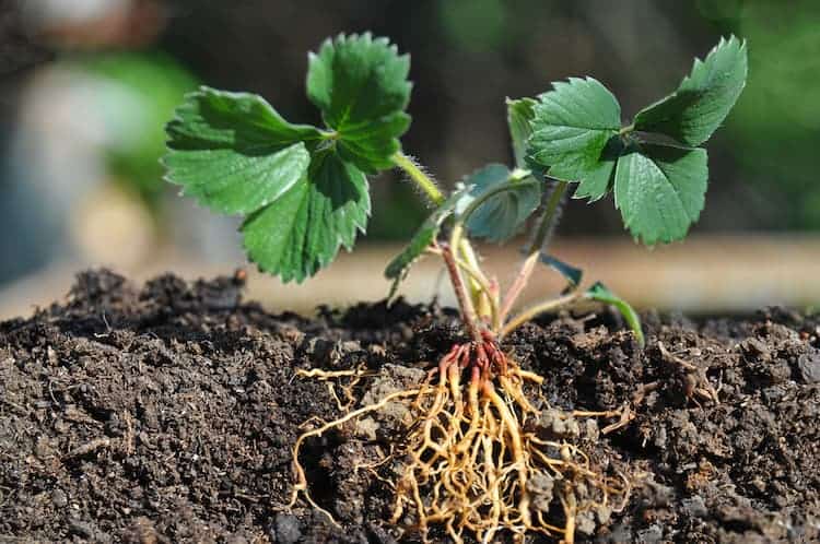 How to Make Plant Roots Grow Faster (5 Quick Tips)