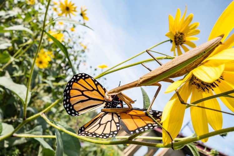 What is an Insect Killer