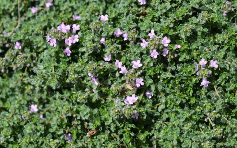 Wild Thyme