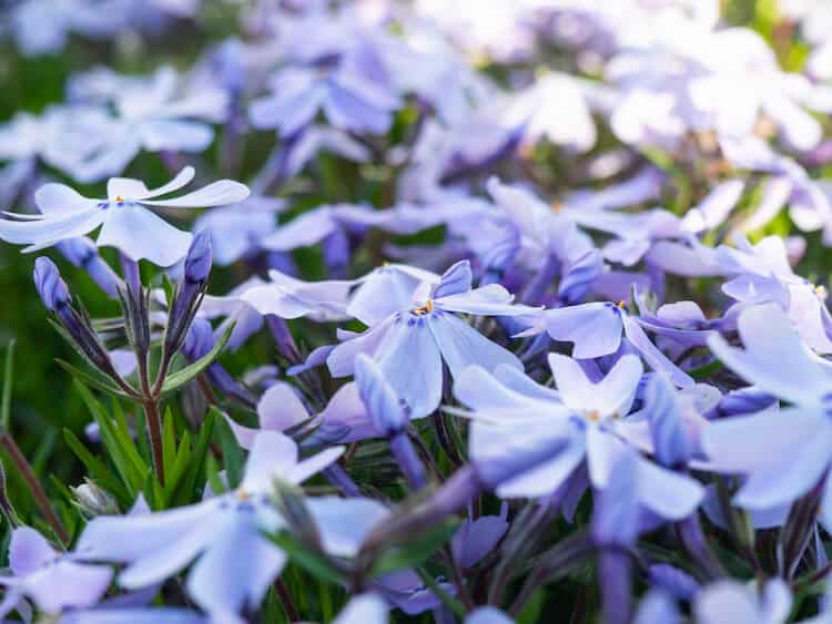 blue star creeper groundcover