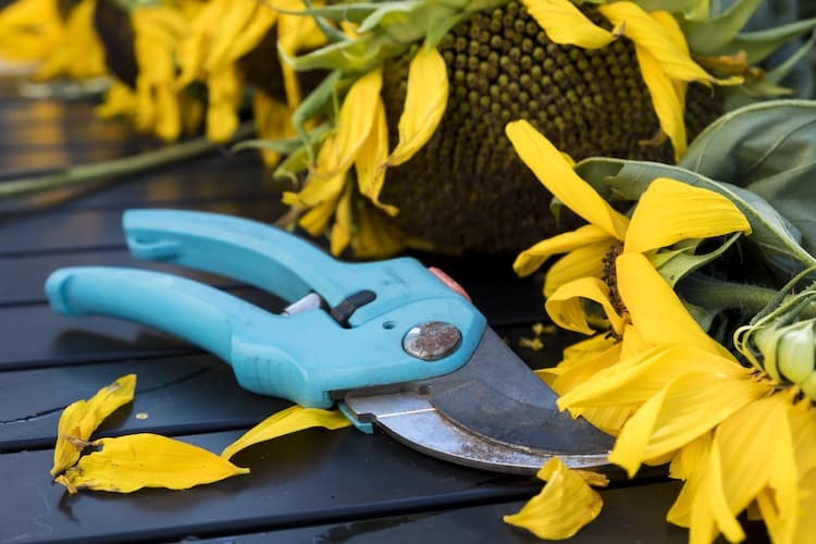 garden shears vs scissors