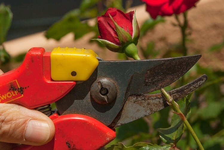 types of garden shears