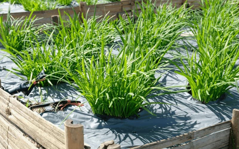 Garlic Chives