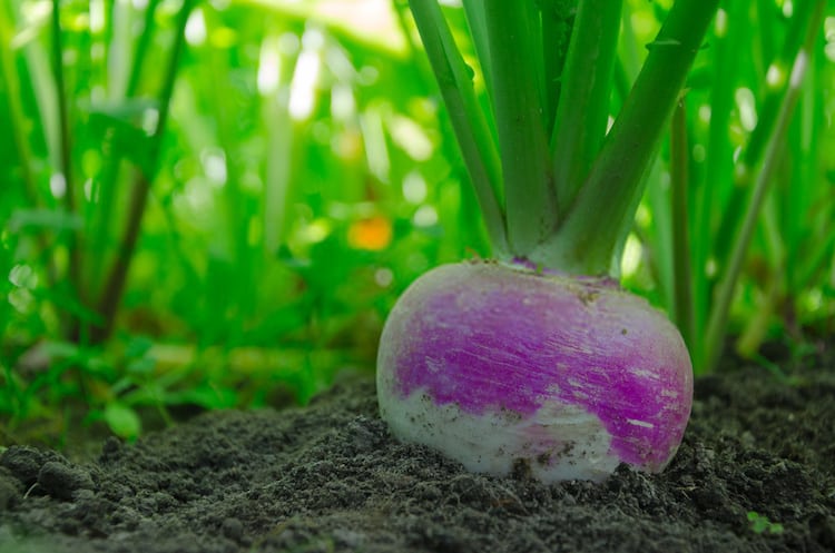 Growing Turnips From Scraps