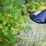 How Often Should I Water My Garden