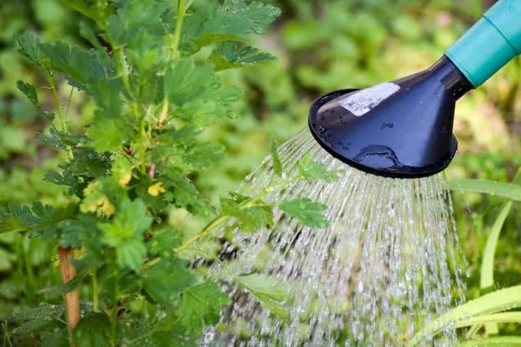 How Often Should I Water My Garden? [Expert Opinions]