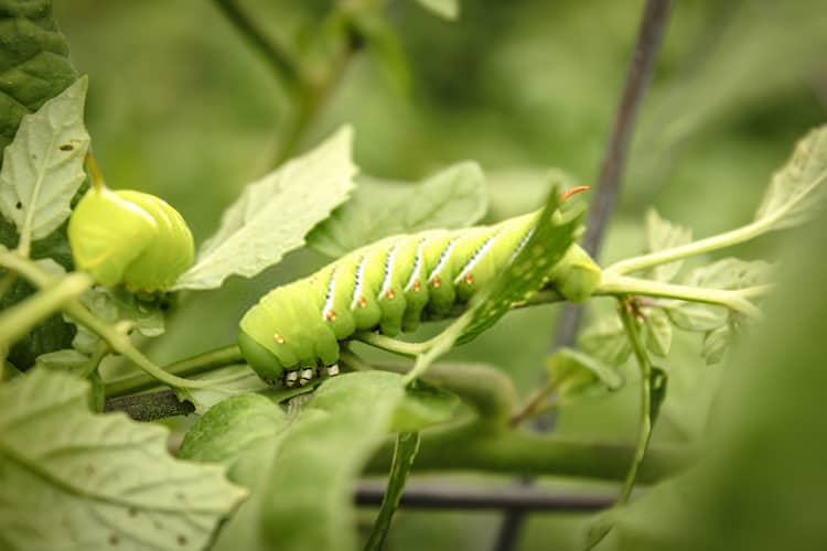 How To Get Rid Of Tomato Hornworms