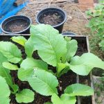 How to Grow Turnip Greens in a Container