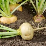 How to Grow Turnips from Scraps
