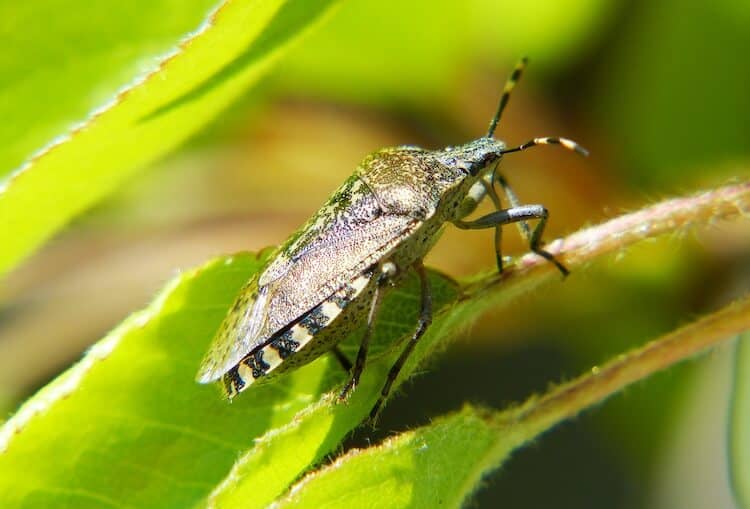 How To Get Bugs Out Of Soil