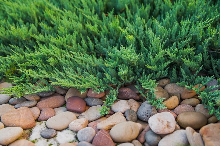  How to prevent Grass From Growing In Gravel