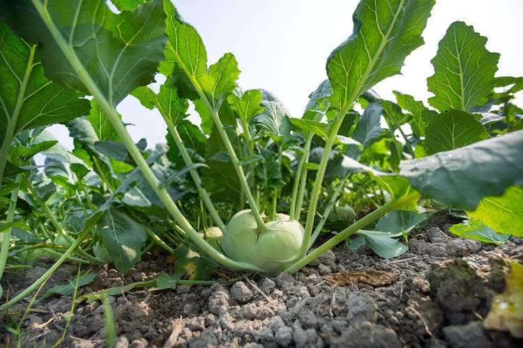 Varieties of Turnips for Containers