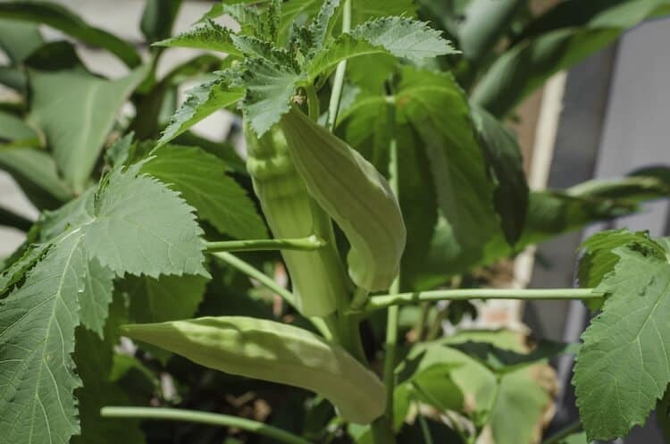 When To Plant Okra In Texas