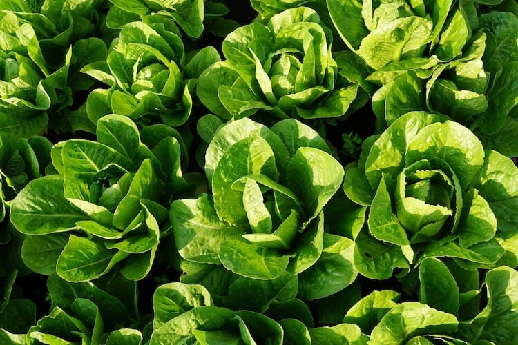 When To Plant Spinach In Alabama
