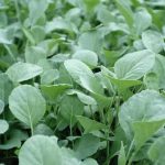 When to Plant Spinach in Texas