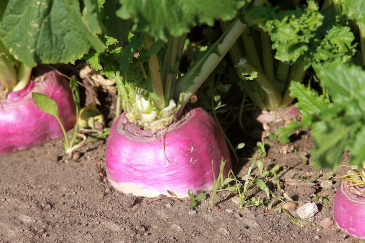 Why Grow Turnips from Scraps