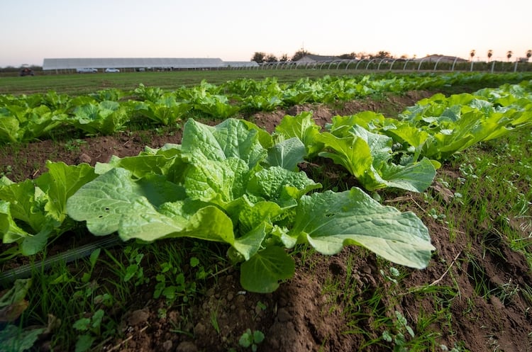 best time to plant mustard greens