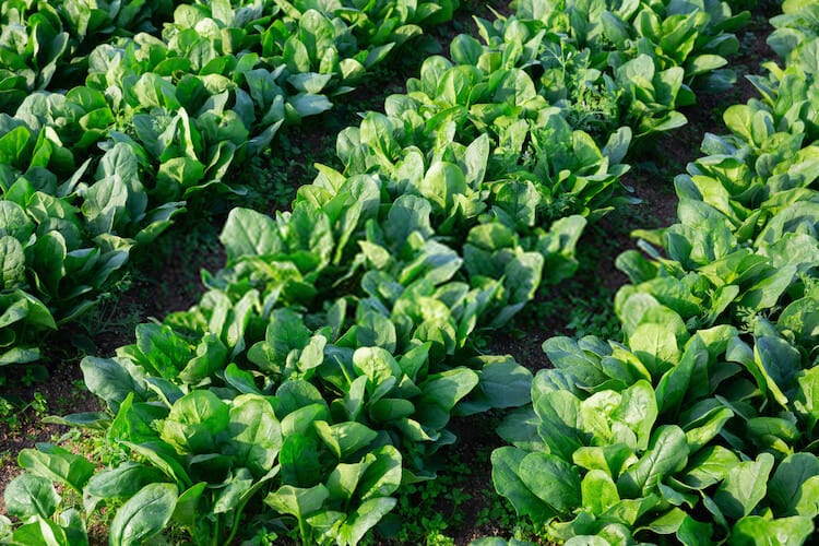 best time to plant spinach in texas