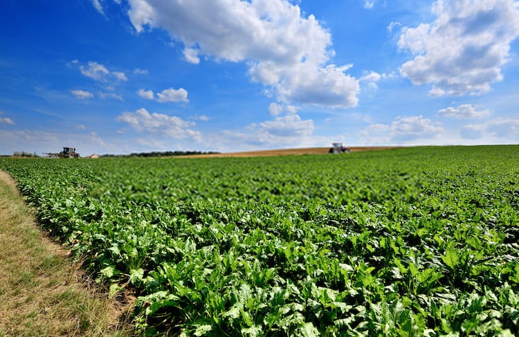 companion plants for turnips