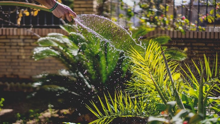 garden watering frequency