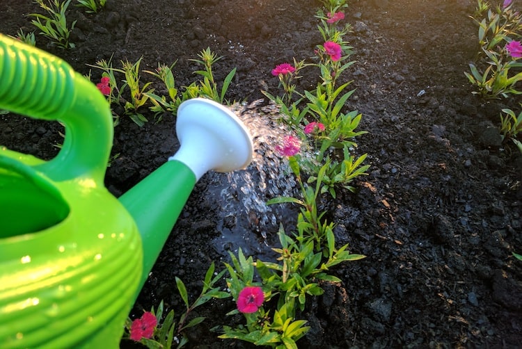 how often to water a garden