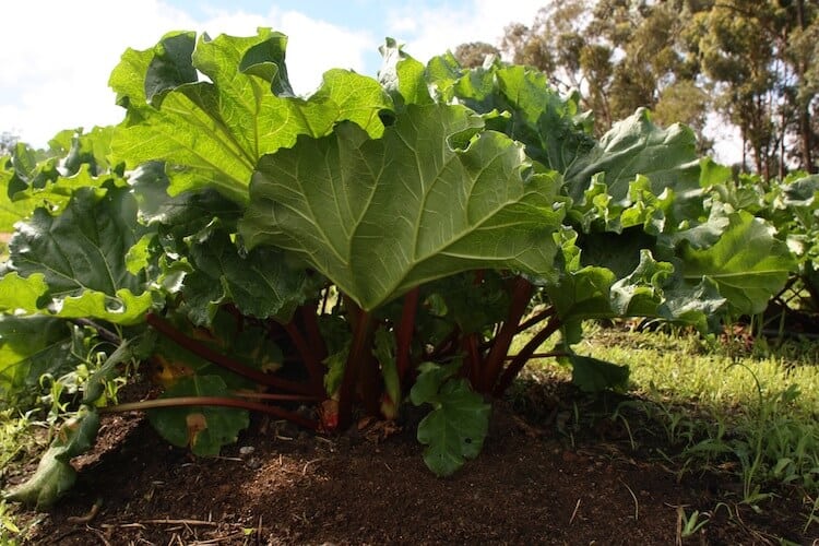 how to change from vegetative to flowering plant