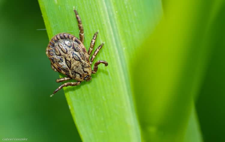 how to eliminate bugs in garden soil