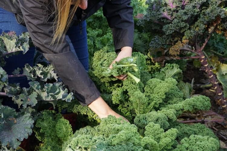 How To Harvest Kale So It Keeps Growing 11 Easy Steps 